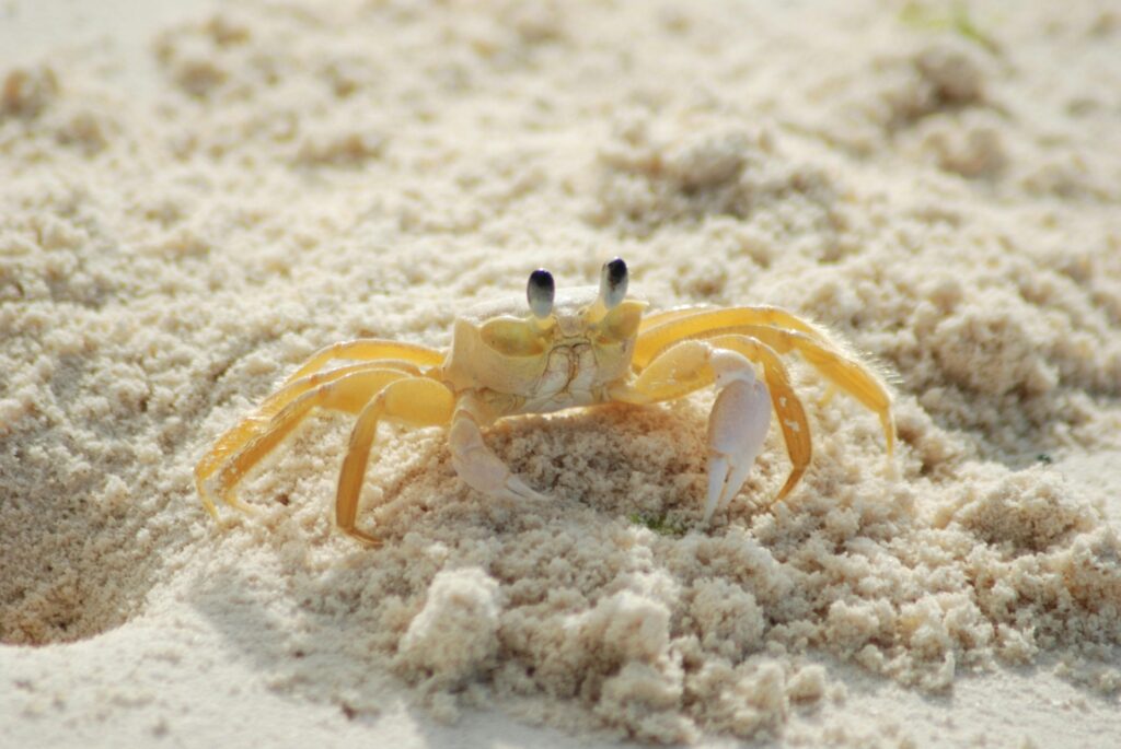 A crab, standing on a sandy beach of Hayle Cornwall, ready to scuttle away.