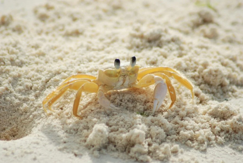 A crab, standing on a sandy beach of Hayle Cornwall, ready to scuttle away.