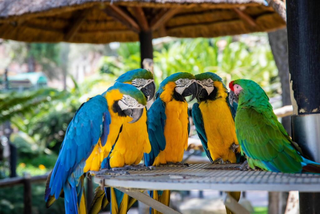 5 colorful parrots perched on a table with vibrant feathers and a curious expression.