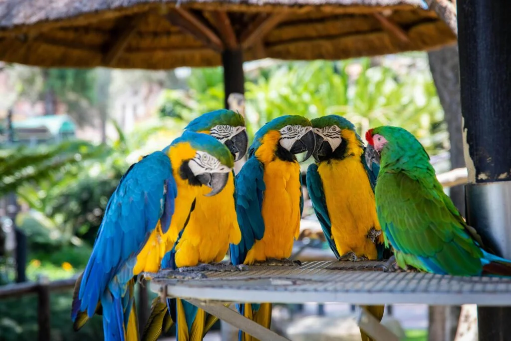 5 colorful parrots perched on a table with vibrant feathers and a curious expression.