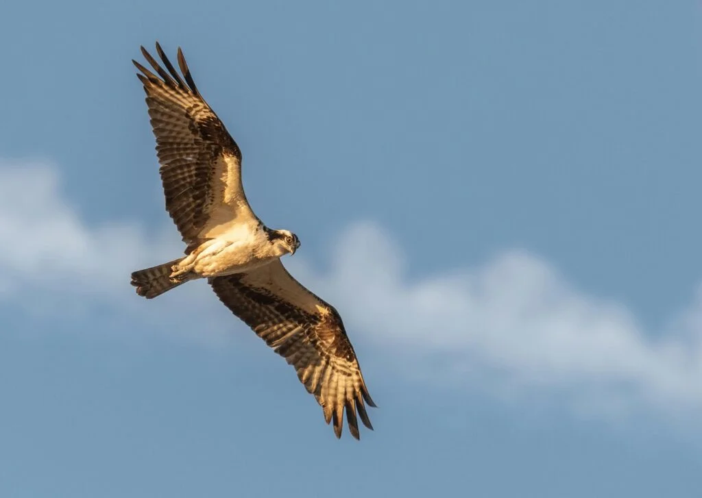 A falcon soaring in the clear blue sky.