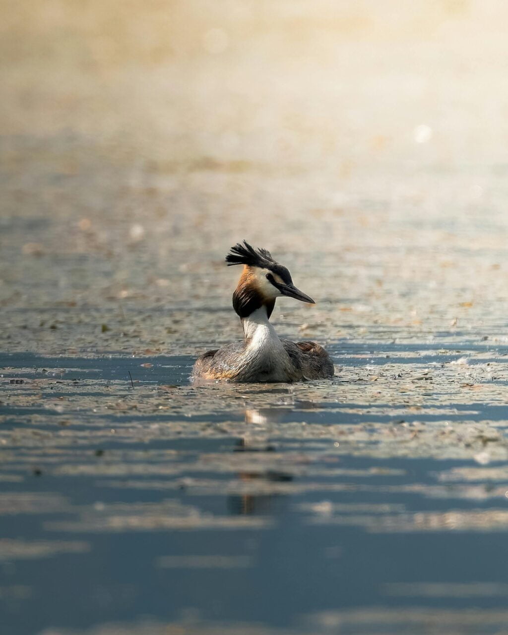 A Great Crested Grebes swimming in the water.