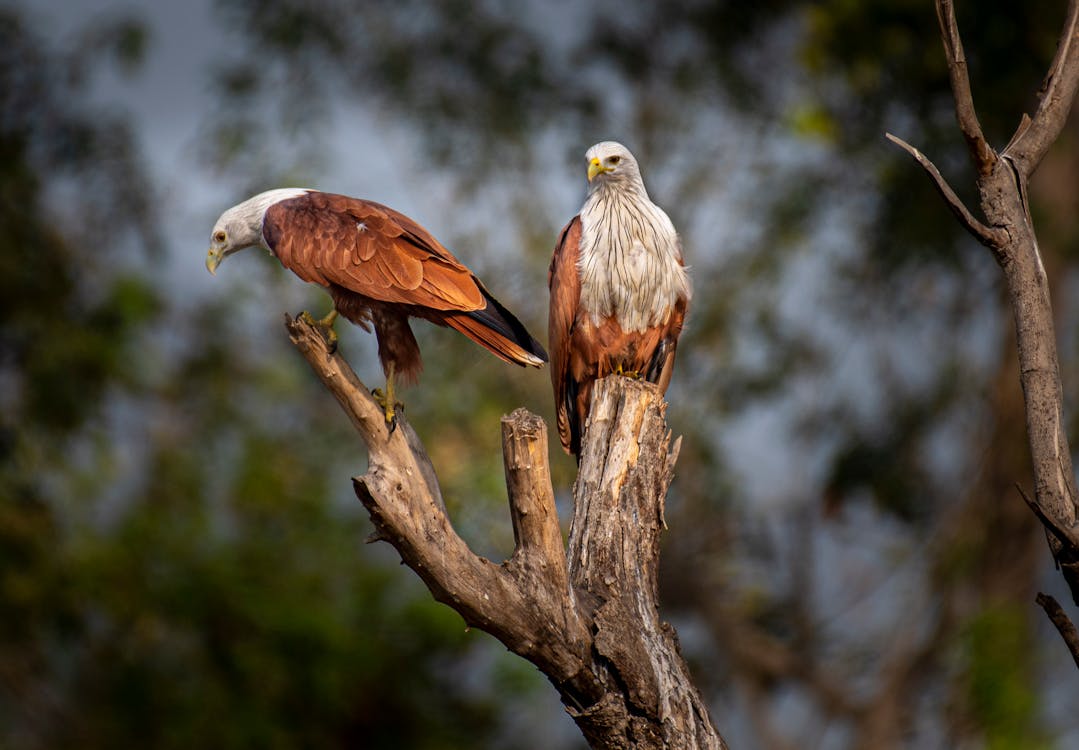 A pair of Bald Eagles on a tree branch. The eagle on the right stands tall with a sharp gaze, while the one on the left bends down, focused on the ground.