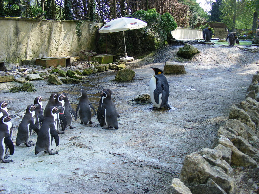 A lively group of penguins gathered at Birdland Park and Garden in Bourton-on-the-Water, showcasing their playful nature.