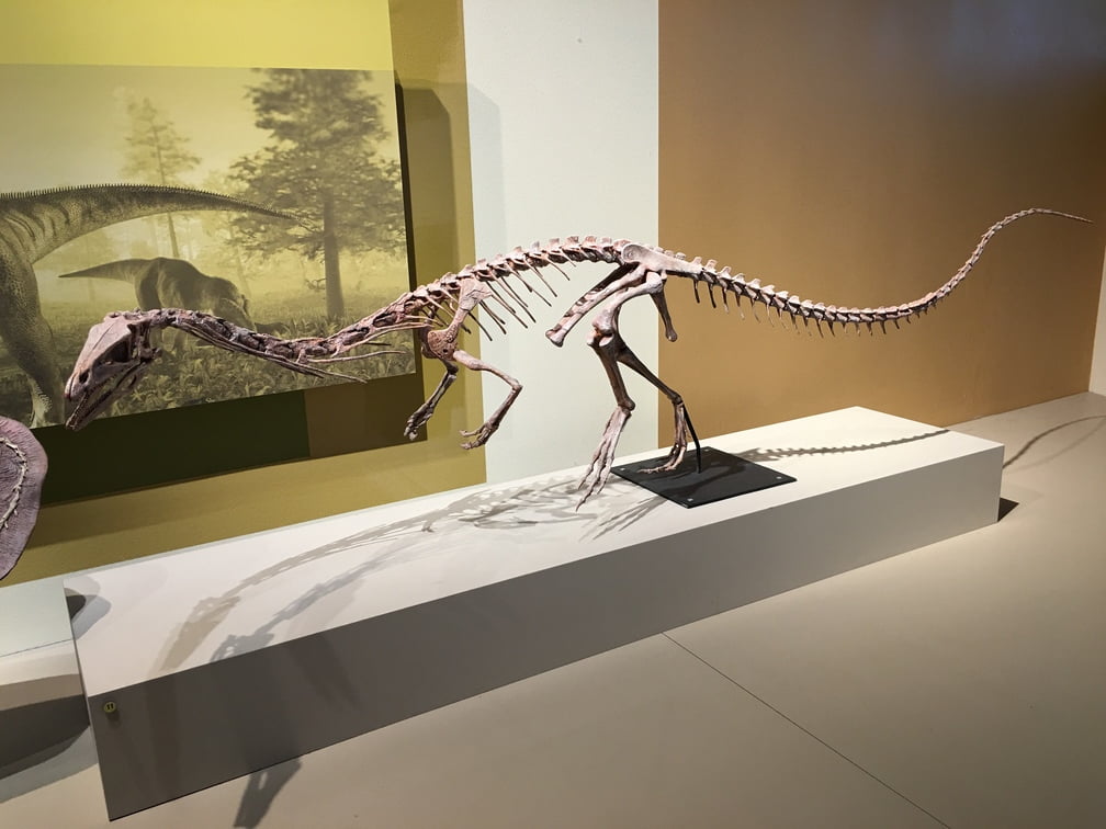 A dinosaur skeleton, possibly a Coelophysis, is displayed on a pedestal in a museum exhibit. The skeleton has a long neck and tail, with a slender body and limbs. In the background, an illustration depicts a prehistoric scene with similar dinosaurs in a forested area.