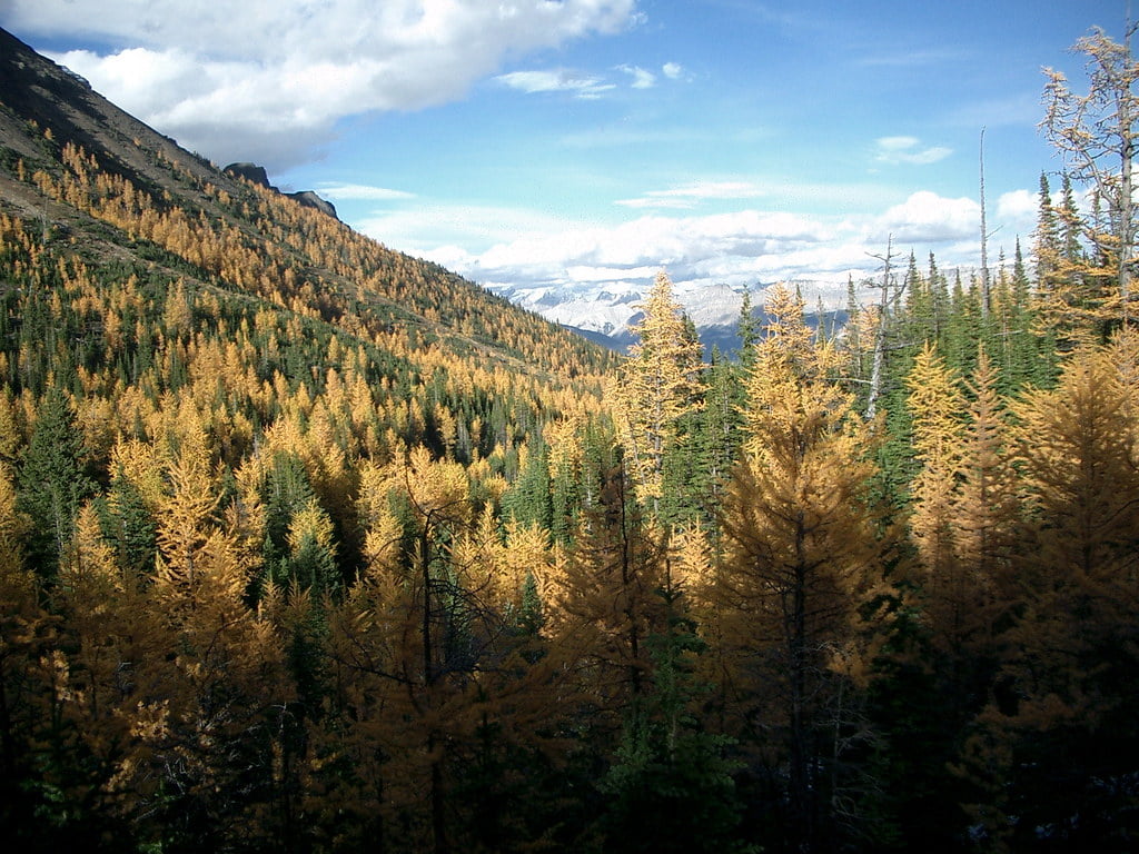 A scenic mountainous landscape with a dense forest of conifers mixed with golden-hued autumn foliage. The sky above is partly cloudy, revealing glimpses of snow-capped peaks in the distance.