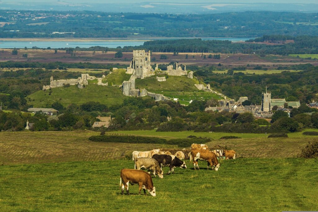 A scenic landscape with cows grazing in a green field. In the background, a historic stone ruin reminiscent of Corfe Castle sits atop a hill, surrounded by trees and distant blue hills under a clear sky. Small buildings and a church spire are visible in a village below the castle.