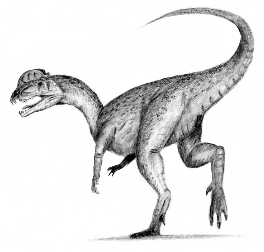A drawing of a Dilophosaurus walking on its hind legs, showcasing its distinctive crests and agile posture.