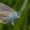 Close-up of a butterfly perched on a thin twig, showing intricate wing patterns with orange, white, and black spots on its brown and blue wings, against a blurred green background.