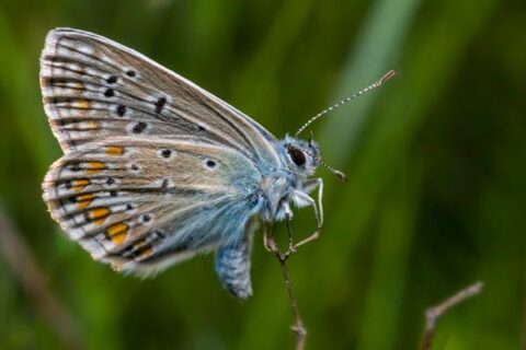 Close-up of a butterfly perched on a thin twig, showing intricate wing patterns with orange, white, and black spots on its brown and blue wings, against a blurred green background.