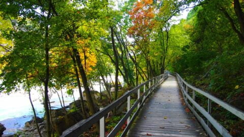 A wooden walkway meanders through a vibrant forest with fall colors beginning to emerge. The path is bordered by tall trees and runs parallel to a river, offering a scenic and calming experience.