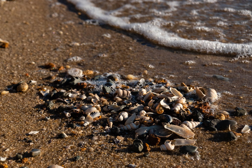 A close-up shot of a sandy beach near the water's edge. The ground is covered with an assortment of seashells and small stones, perfect for fossil hunting. Gentle waves are washing ashore, with white seafoam lightly touching the shells. The lighting is warm, suggesting a sunrise or sunset.
