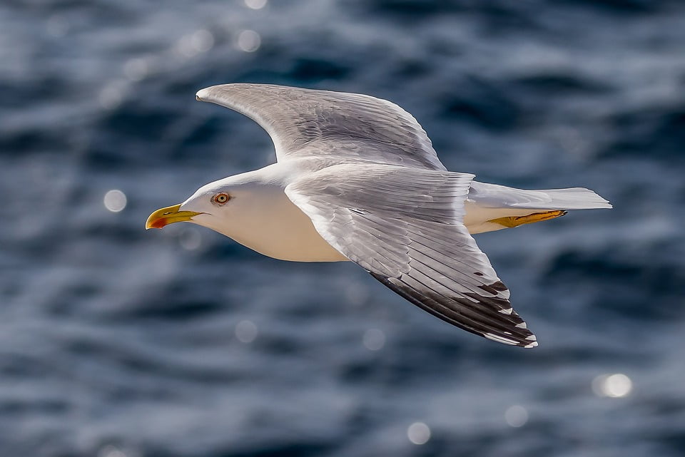 A Glaucous Gull flying over the ocean, with its wings fully extended and eyes focused ahead.