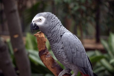 A grey parrot sits gracefully on a branch, showcasing its vibrant feathers and curious gaze in a natural setting.