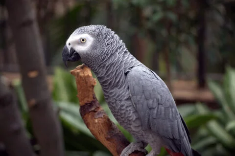 A grey parrot sits gracefully on a branch, showcasing its vibrant feathers and curious gaze in a natural setting.